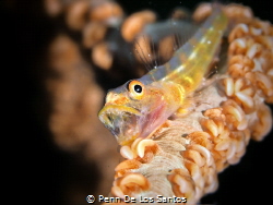 A whip coral goby stretching its mouth after feeding. by Penn De Los Santos 